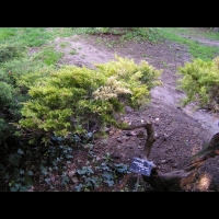 Juniperus chinensis cv Mint Julep (fam Cupressacees) (USA) (1)